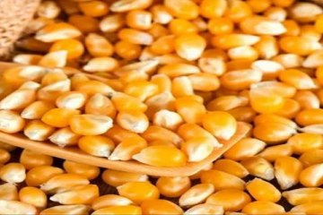 Animal Feed maize