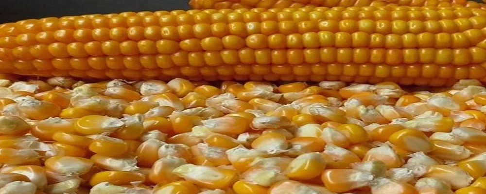 Feed Corn
